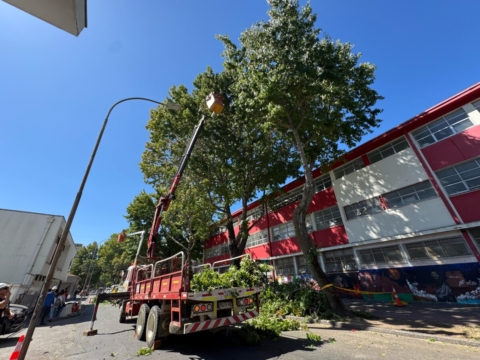 Con refuerzo de maquinarias buscan aumentar podas preventivas en Concepción