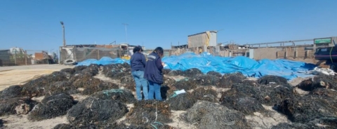 Fiscalización en Mejillones termina con la incautación de más de 9 toneladas de algas pardas de origen ilegal