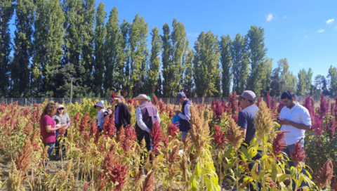 Desarrollan nuevas formas de comercializar el amaranto como ''cereal extruido''