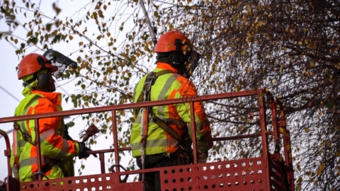 Punta Arenas podará más de 800 árboles este otoño-invierno