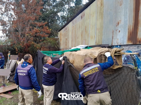 Desmantelan rucos en Rengo tras denuncias vecinales