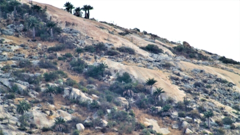 Detectan nuevas poblaciones de palma chilena  no incluidas en catastro de Región de Coquimbo