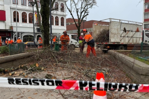 Valdivia inicia operativo de poda en Plaza de la República