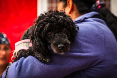 Municipio de Antofagasta esterilizó más de 3 mil mascotas entre marzo y julio