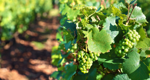 SMA formula un cargo contra Viña San Nicolás por operar planta de tratamiento de Riles sin autorización ambiental