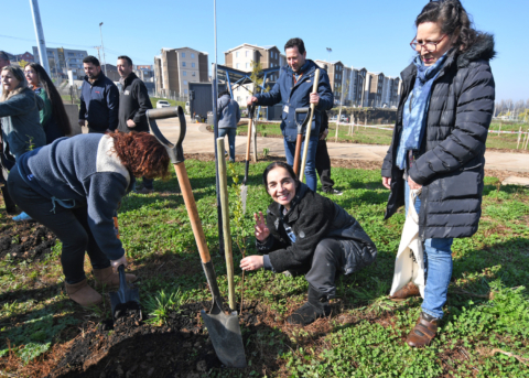 Temuco planta 2.000 ejemplares de temu para recuperar su identidad natural Temuco planta 2.000 ejemplares de temu para recuperar su identidad natural