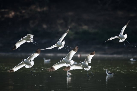 Concepción instala el primer mirador para observación de aves