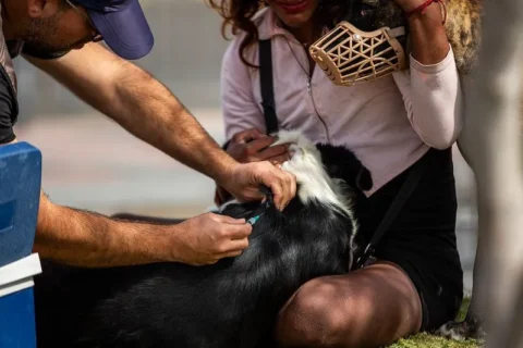 Operativo en Arica busca controlar perros vagos y mordedores en la vía pública