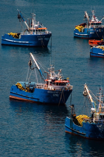 Comenzó la veda de la corvina en todo el país
