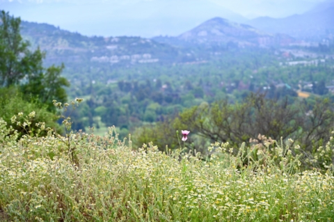 Jornada de limpieza en el Cerro El Carbón marca el Día de Los Cerros en Santiago