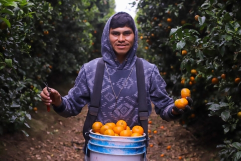 Naranjas chilenas llegan a México: se concretan primeros envíos sin arancel