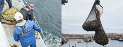 Decomisan 600 kilos de machas y proceden a su devolución en Caldera Decomisan 600 kilos de machas y proceden a su devolución en Caldera