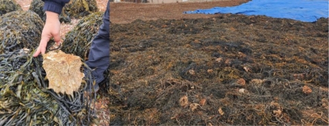 Fiscalización en Taltal incauta 2,4 toneladas de huiro negro y detecta irregularidades tributarias en plantas de algas Fiscalización en Taltal incauta 2,4 toneladas de huiro negro y detecta irregularidades tributarias en plantas de algas