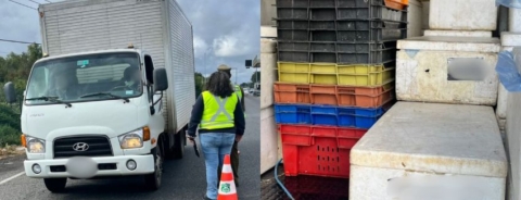 Incautan más de una tonelada de merluza austral en control carretero en Quepe