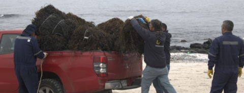 Sernapesca incauta 4 toneladas de huiro negro extraído ilegalmente en Caldera