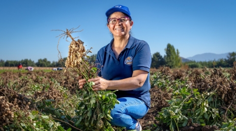 Aceite de maní le dio el Premio a la Innovación FIA-INDAP a productora de Chépica