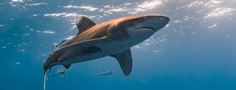 Aclaran avistamiento de tiburón en Chinquihue y llaman a tomar medidas preventivas