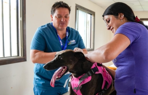 Sala Veterinaria Municipal de Ovalle supera las 4 mil atenciones durante 2025