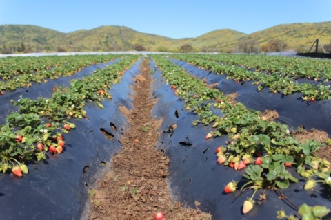Proyecto INIA con levaduras mejora conservación de frutillas y extiende su vida útil