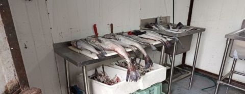 Incautan más de 2,8 toneladas de productos del mar ilegales en planta clandestina de Temuco