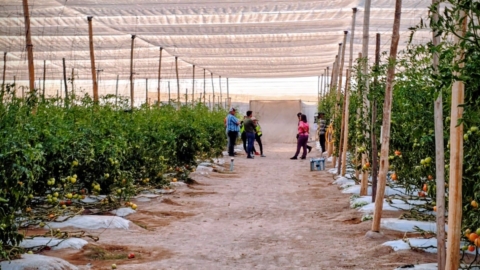 Amplían plazo de postulación a programa de fortalecimiento productivo y control de mosca de la fruta en Arica Amplían plazo de postulación a programa de fortalecimiento productivo y control de mosca de la fruta en Arica