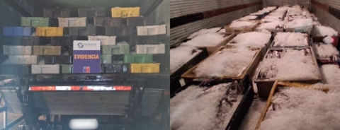 Incautan más de 9 toneladas de merluza ilegal en control carretero en Biobío