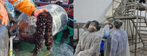 Proyecto busca fortalecer la mitilicultura en Los Lagos con innovación y trazabilidad