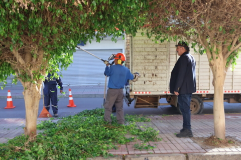 Municipio de Copiapó supera 125 operativos de poda en áreas verdes