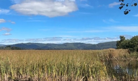Retiro de más de 17 toneladas de basura desde ex campamento en Valdivia inicia recuperación de humedal