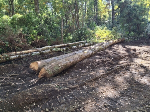CONAF ordena paralizar faenas forestales por corta no autorizada en Curarrehue