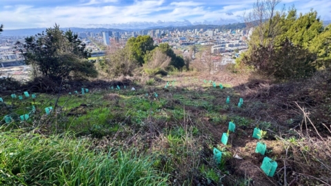 Restauración ecológica en Cerro Chepe logra 90% de prendimiento de plantas nativas