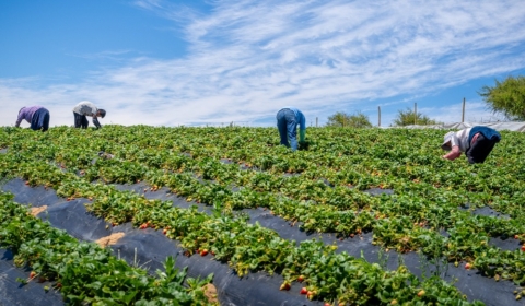 Minagri transfiere  mil millones en apoyo a agricultores ante alza en precios de insumos