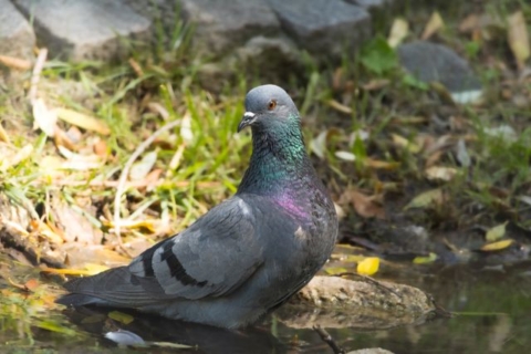Concepción lanza campaña informativa para controlar la plaga de palomas y proteger la salud pública