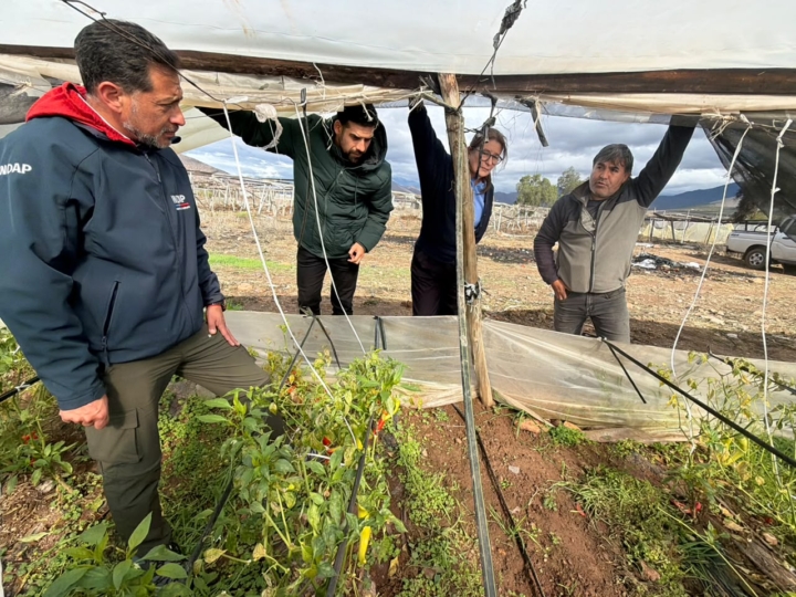 INDAP activa apoyo para agricultores y crianceros afectados por temporal