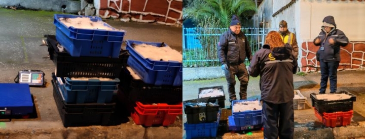 Sernapesca incauta más de 6 toneladas de cojinoba del norte en fiscalización en Chañaral Sernapesca incauta más de 6 toneladas de cojinoba del norte en fiscalización en Chañaral