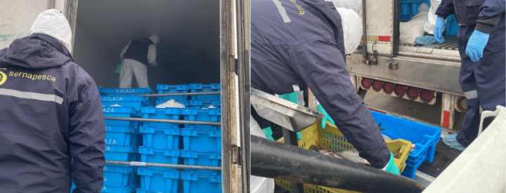 Sernapesca incauta más de 4,9 toneladas de erizos bajo talla legal en Quellón