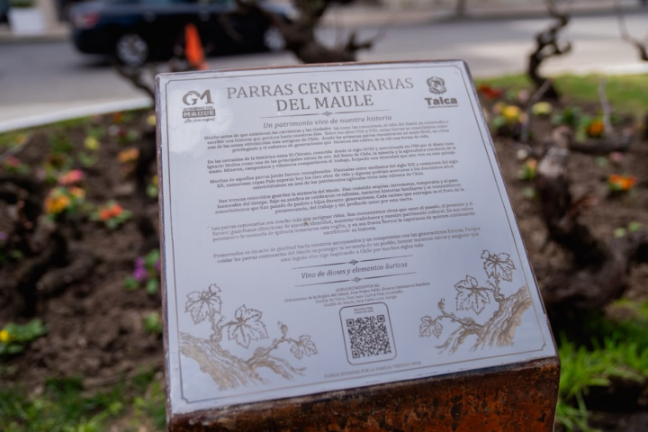 Ocho parras de casi 200 años llegan a la Plaza de Armas de Talca como nuevo punto patrimonial