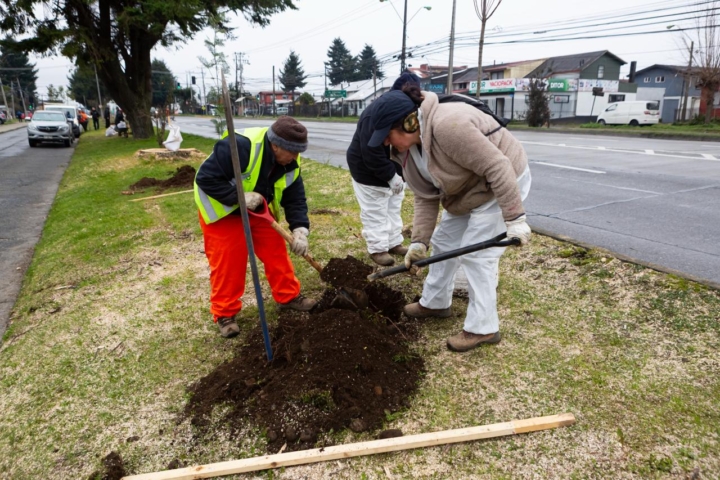Comienza plantación de 300 árboles nativos para reforestar avenida de Puerto Montt