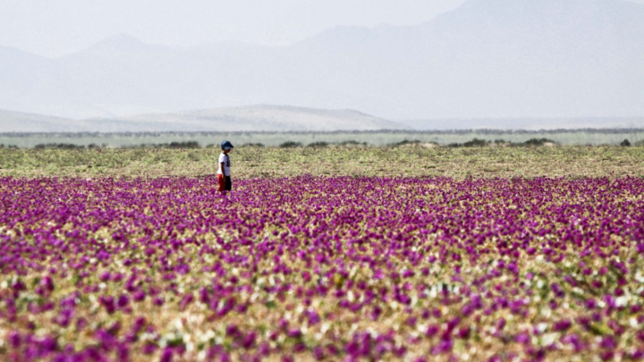 Desierto Florido anticipa una temporada histórica en Atacama con brotes desde finales de agosto