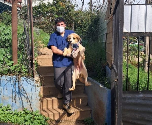 Síndrome de Noé: retiran 33 animales desde vivienda en Reñaca