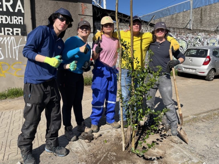 Curicó inicia tercera etapa de arborización del casco histórico con 91 árboles nativos