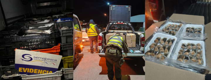 Incautan más de 14 mil machas y 5 toneladas de cojinoba en la Ruta 5 Norte