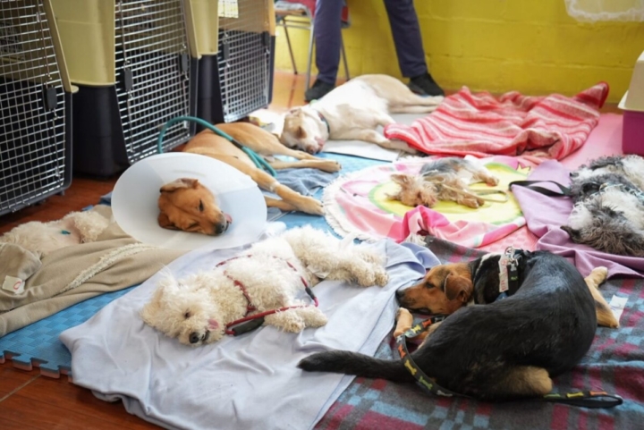 Operativo en Tierra Amarilla contempla 170 esterilizaciones gratuitas para perros y gatos