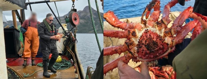 Fiscalizan 17 embarcaciones en operativo de cuatro días por captura de centolla en Magallanes